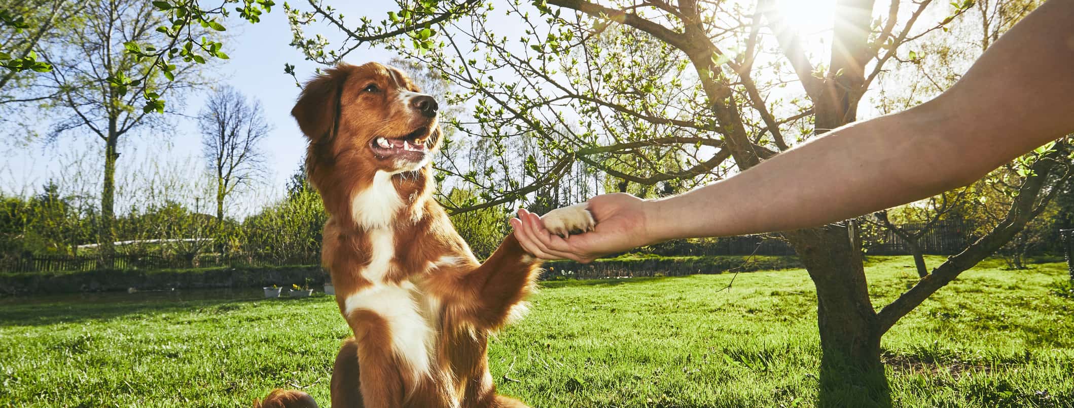 Dog sticking paw out.
